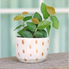 a potted plant sitting on top of a wooden table