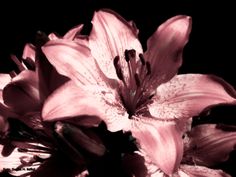 a pink flower is shown in this black and white photo