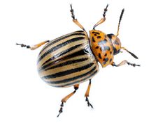 two striped bugs on white background with clippings stock photo, picture and royalty