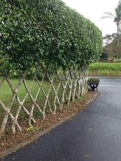 a row of trees that are next to a road