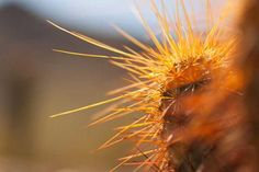 a close up view of a cactus with yellow needles on it's back end