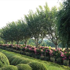 a row of trees and bushes with pink flowers