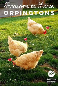 three chickens walking in the grass with text overlay saying 5 reasons to leave orpingtons