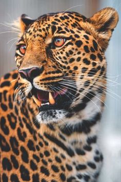 a close up of a leopard with its mouth open