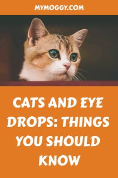 Putting eye drops in your cat can be tricky, but it’s essential for its health. Follow these simple steps to make the process as smooth as possible. First, Goopy Eyes, Swollen Eyelid, Drooping Eyelids, Kitten Eyes, Longevity Diet