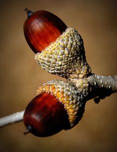 two acorns that are on a tree branch