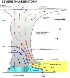 an image of the structure of a tree