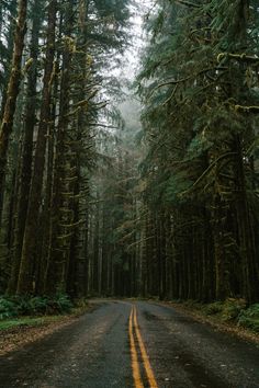 an empty road surrounded by tall trees in the woods