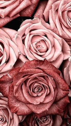 several pink roses are arranged together on a black background