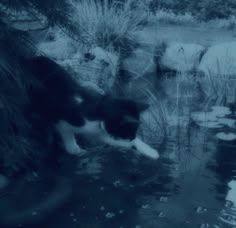 a black and white cat drinking water from a pond