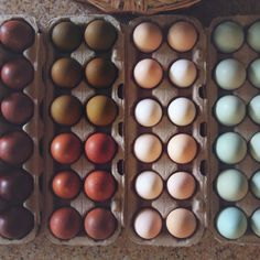 an assortment of eggs in cartons on the floor