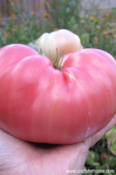 a hand holding a large tomato in it's palm