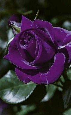 a purple rose with green leaves in the background