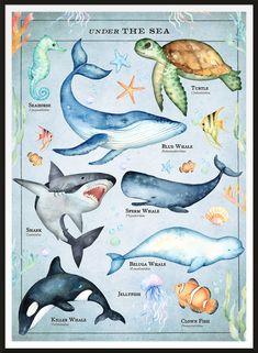 a poster with different sea animals on it