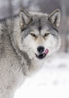 a gray wolf standing in the snow with its mouth open