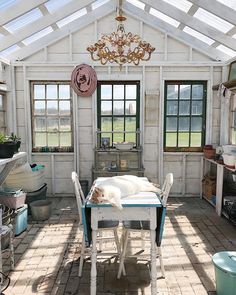 a white dog laying on top of a table in a room with lots of windows