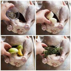 four pictures of hands holding an animal with food in it