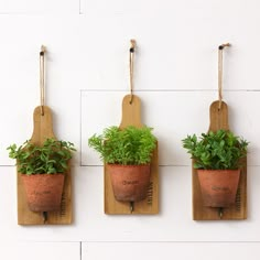 three potted plants hang from hooks on a wall