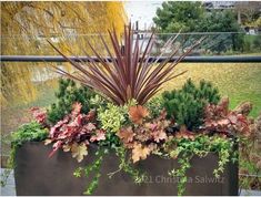 a planter filled with lots of different types of plants