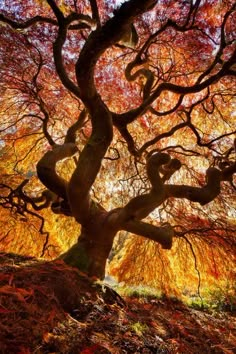 a large tree with purple leaves on it's branches and the sky in the background