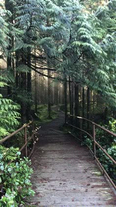 a wooden walkway in the middle of a forest with lots of trees on both sides