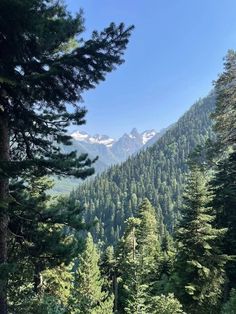 trees and mountains in the distance with blue sky