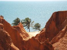 palm trees are growing out of the rocks by the ocean