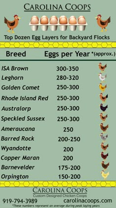 an info sheet with eggs and chickens on it