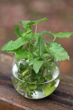 a small glass vase filled with water and green leaves on top of a wooden table