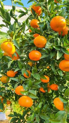 an orange tree filled with lots of ripe oranges