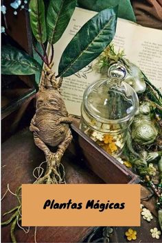 an image of plants and books with text that reads 5 plantas magicas muy profientes