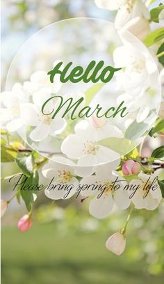 the words hello march are surrounded by white flowers