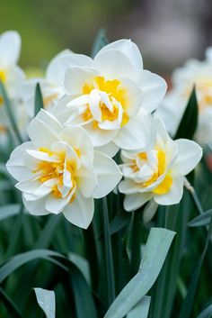 white and yellow flowers with green leaves in the foreground