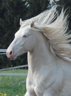 a white horse with long hair running in the grass