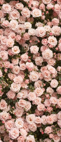 many pink roses are growing on the wall