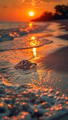 a sea turtle is swimming in the ocean at sunset, with its head sticking out of the water