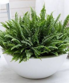 a green plant in a white bowl on a table