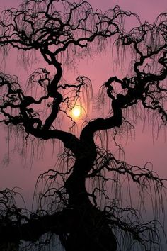 the sun is setting behind a tree with lots of branches in front of purple sky