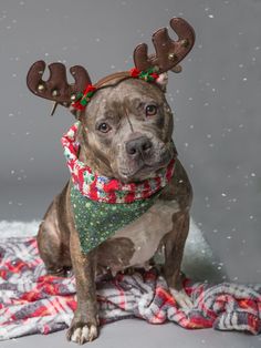 a brown dog wearing reindeer antlers on top of a blanket