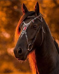 a close up of a horse wearing a bridle