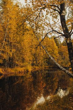 the trees are changing colors in the fall season, and there is no image here to provide a caption for