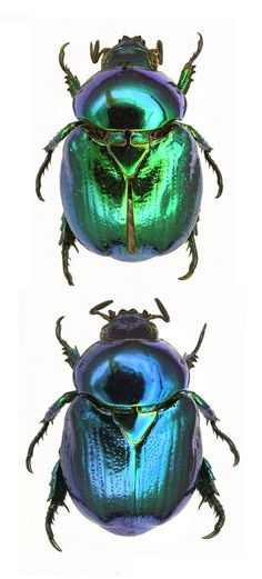 two green and blue beetle's sitting next to each other on a white background