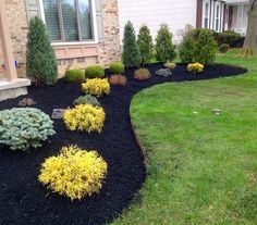 a front yard with black mulch and yellow bushes