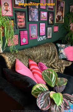 a cat laying on top of a black couch next to some plants and pictures hanging on the wall