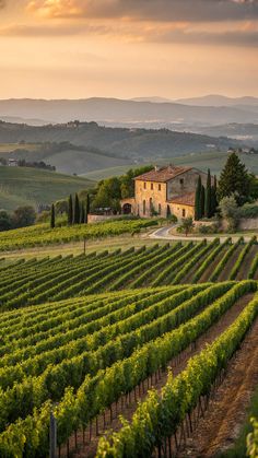 an old farmhouse sits in the middle of a vineyard with rows of vines and trees