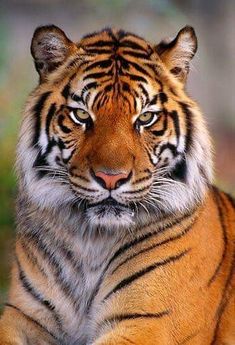 a close up of a tiger laying on the ground