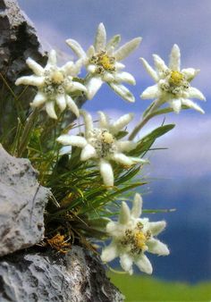 small white flowers growing out of the rocks