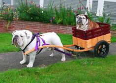 two english bulldogs riding in a wagon