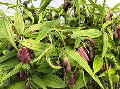 the flowers are blooming on the green leaves