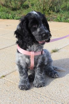 a black and white dog sitting on top of a cement floor wearing a pink leash